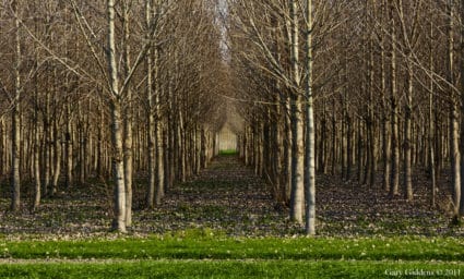 Rows of trees
